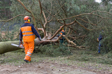 Emergency Storm Cleanup